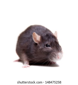 Black Rat Isolated On White Background Stock Photo (Edit Now) 148475258