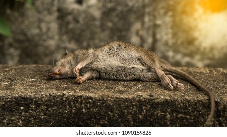 Black rat lying dead on the wall background.