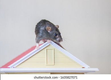 1,055 imágenes de Roof rats - Imágenes, fotos y vectores de stock