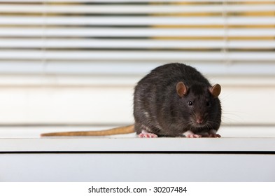 Black rat on a white table