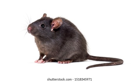 17++ Get rats in backyard background information