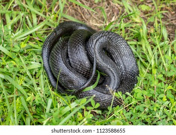 Black Rat Snake