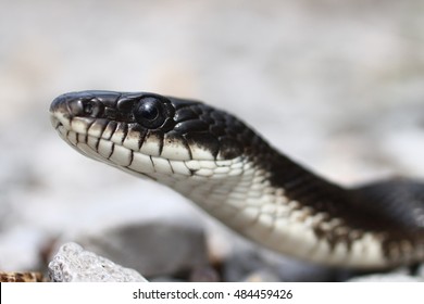 Black Rat Snake