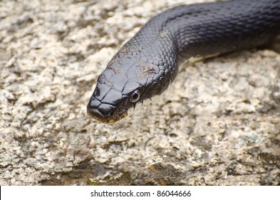 Black Rat Snake