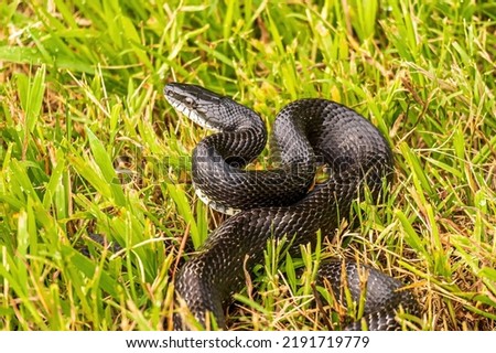 A Black Rat Snake Coiled in the Grass