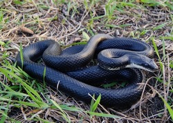 Black Rat Snake, Pantherophis Obsoleta