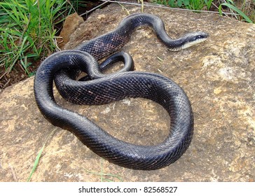 Large Adult Eastern Black Rat Snake Stock Photo (Edit Now) 1936653043