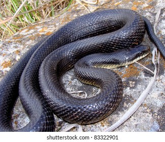 Black Rat Snake Pantherophis Obsoleta Basking Stock Photo 83322901 ...