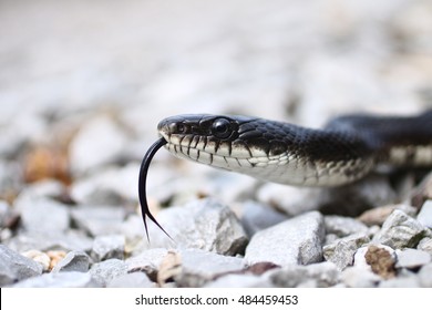 Black Rat Snake With Tongue