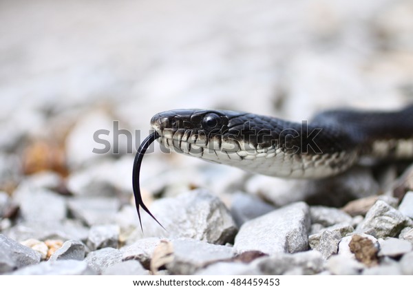 Black rat snake with\
tongue