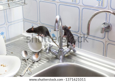 Black rats(Rattus norvegicus), dirty white plates and cups on a sink in an apartment house in a kitchen. Fight with vermins, pest control, rodents in an apartment concept. Extermination.