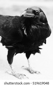 Black Raven Bird Close Up Animal Portrait