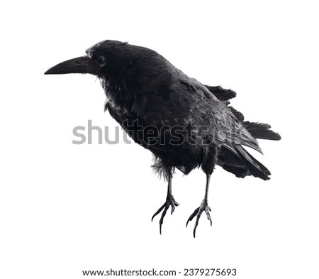 Black raven. Bird isolated on white