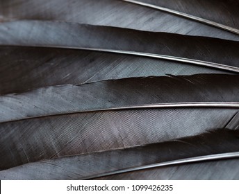 Black Raven Feathers Close Up