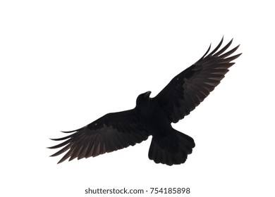 16,093 Raven in flight Images, Stock Photos & Vectors | Shutterstock