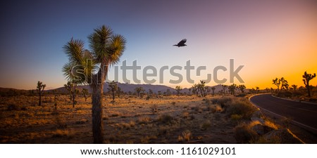 Black raven flying from a Joshua tree (Yucca Brevifolia)  towards the sunset in Joshua Tree National Park, California, U.S.A. Cactus like palm tree yucca’s biblical name is also famous U2 band album.