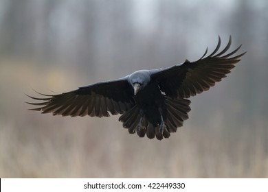 Raven Flight nude 349