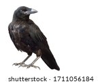 Black raven isolate on a white background. A black raven is sitting on a stone.