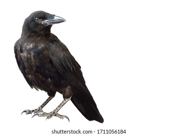 Изолят черного ворона на белом фоне. Черный ворон сидит на камне.