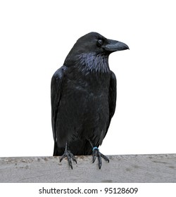 Black Raven Isolated On White