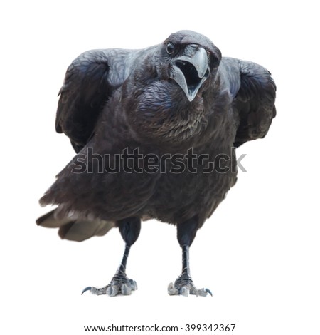black Raven,  isolated on white