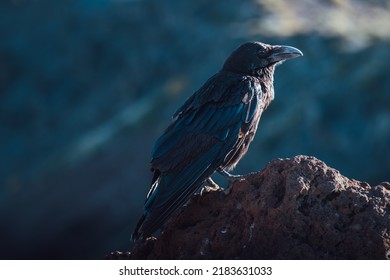 Black Raven Leaning On A Rock With Selective Focus