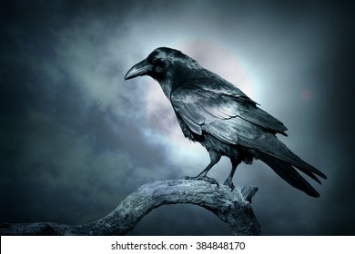 Black raven in moonlight perched on tree. Scary, creepy, gothic setting. Cloudy night. Halloween - Shutterstock ID 384848170