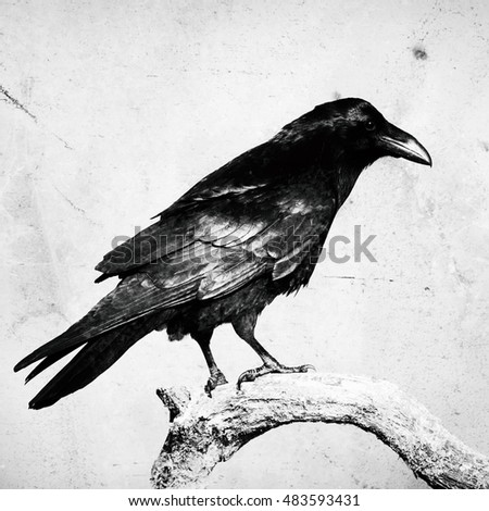 Black raven in moonlight perched on tree. Scary, creepy, gothic setting. Cloudy night. Halloween. Old photograph stylized with scratches and dust. Old, analog photography filter.