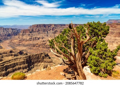 Black Raven and Old tree at Grand Canyon West Rim in a sunny day, USA