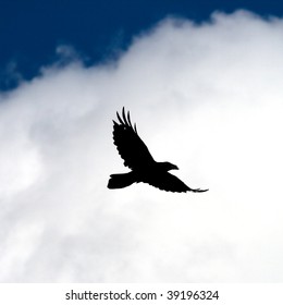 Black Raven Open Wings Hovers Blue Stock Photo 39196324 | Shutterstock