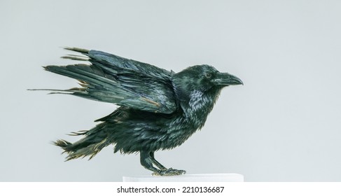 Black Raven Portrait Isolated On Light Background