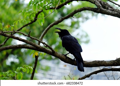 Black raven sits on the branch of the tree and shout out with white blur back ground