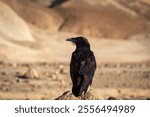 Black Raven sitting in the desert