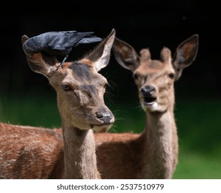 A black raven standing on the head of a deer, another deer with antlers looking at it - Powered by Shutterstock