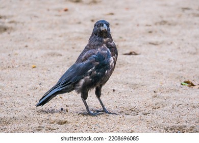 Black Raven Standing On A Sand Close Up