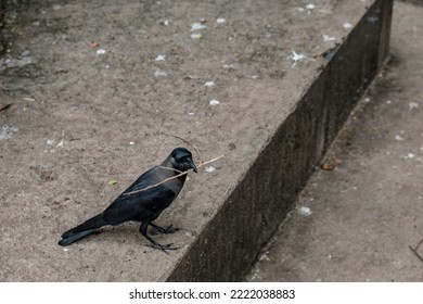 Black Raven With Stick In The Beak On A Street In Mumbai, India