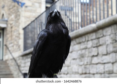 Raven In Tower Of London Stock Photos Images Photography Shutterstock