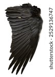 black raven wing isolated with feather texture