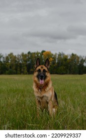 Black And Red Adult German Shepherd Sits In Green Field In Autumn Against Background Of Yellow Trees And Gray Overcast Sky. Pet On Walk In Fall, No People. Beautiful Thoroughbred Dog Sits In Grass.