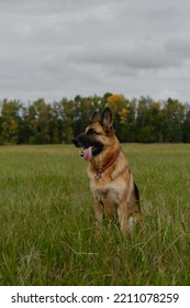 Black And Red Adult German Shepherd Sits In Green Field In Autumn Against Background Of Yellow Trees And Gray Overcast Sky. Pet On Walk In Fall, No People. Beautiful Thoroughbred Dog Sits In Grass.