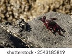 Black and red Atlantic rock crabs are fighting with each other on Madeira island