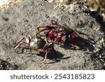 Black and red Atlantic rock crabs are fighting with each other on Madeira island