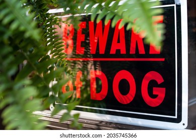 Black And Red Beware Of Dog Window Sign In A Front Window With Green Soft-focus Fern Plant In The Foreground. Homeowner Signs, Pets, Home Security System.