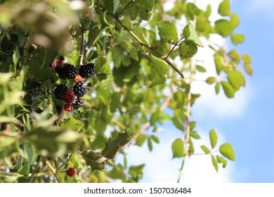 Black And Red Blackberries In Hedge Against Blue Sky