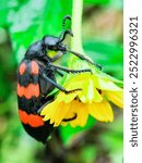 Black and red Blister beetle is crawling on the green leaf under morning light. It is a beetle of the family Meloidae, so called for their defensive secretion of a blistering agent, cantharidin.