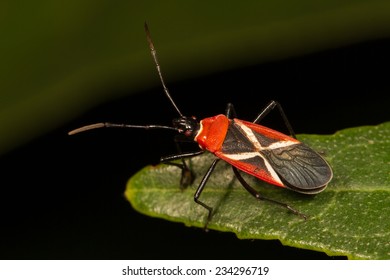 Black and red bug