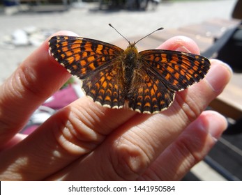 Black Red Butterfly On My Hand