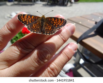 Black Red Butterfly On My Hand