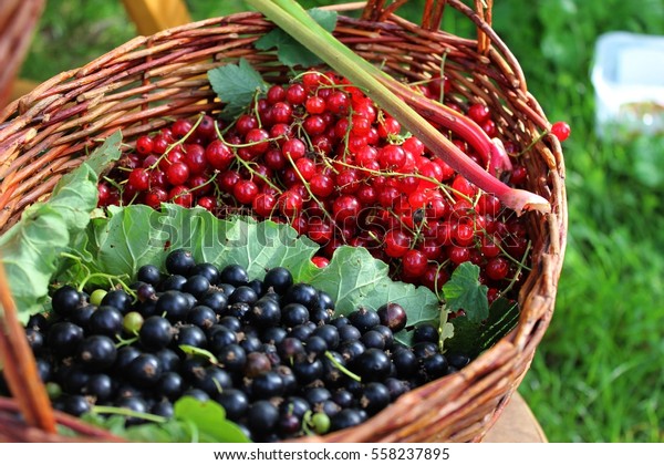 Black and red currant in the basket divided by\
leaf. Black currant and red currant harvested in garden. Home grown\
currants in basket.