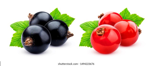 Black and red currant isolated on white background with clipping path, bunch of ripe juicy berries with fresh leaves